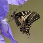Insects from the UK