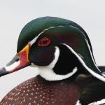 Birds of  the World