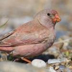 Birds of Europe