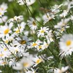 Ox-eye Daisies