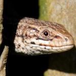 Reptiles and Amphibians