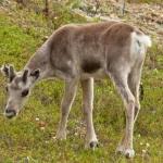 Mammals - Europe