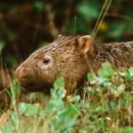 Mammals- australasia