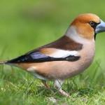 Hawfinch