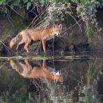 Fox on the River Yare