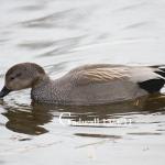 Gadwall in Lowestoft