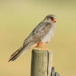 Red Footed Falcon