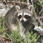 Mammals of the World