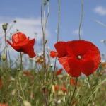 Poppy
