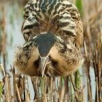 Bittern Booming by Jill Wilson