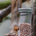 rsquirrelhangingsm