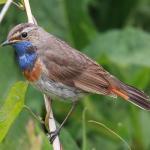 Rare Birds Britain and Ireland