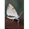 Barred Straw 1