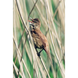 Great Reed Warbler Cley 1