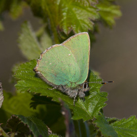 Green Hairstreak, Holme
