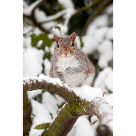 Grey Squirrel in the snow 1