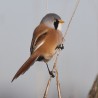 Bearded Tit October