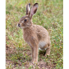 Hare leveret
