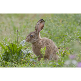 Hare leveret 1
