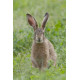 Hare leveret 2