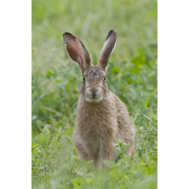 Hare leveret 2