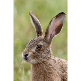 Hare leveret 3