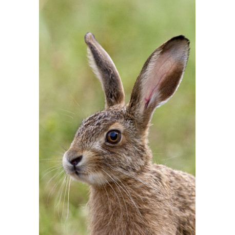 Hare leveret 3
