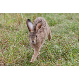 Hare leveret running