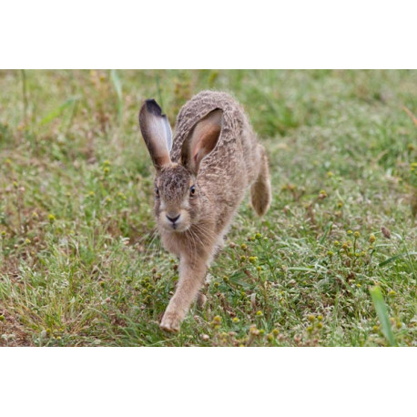 Hare leveret running