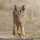 Hare running