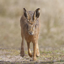 Hare running