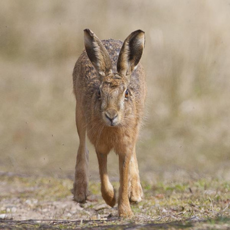 Hare running