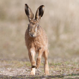 Hare running 1