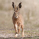 Hare running 1