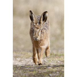 Hare running 2