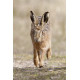 Hare running 2