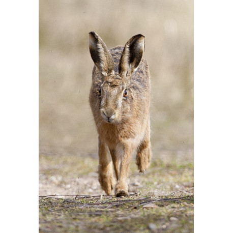 Hare running 2