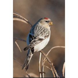 Hornemanns Arctic Redpoll 1