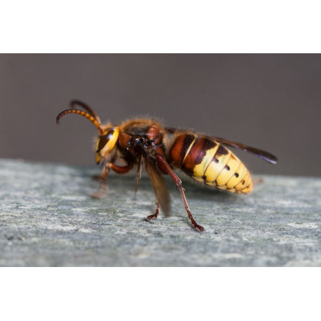Hornet