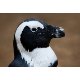 Humboldts Penguin