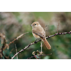 Isabelline Shrike