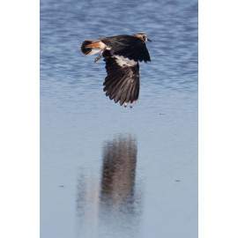 Lapwing 2013
