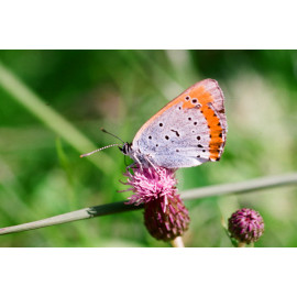 Large Copper Butterfly Underwing