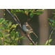 Lark Sparrow