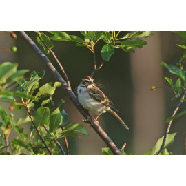 Lark Sparrow