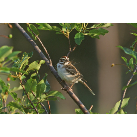 Lark Sparrow