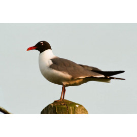 Laughing Gull on a post