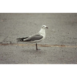 Laughing Gull , Newcastle