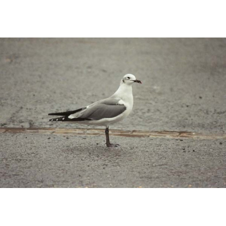 Laughing Gull , Newcastle