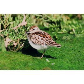Least Sandpiper Cornwall 1